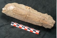 Foto (Seitenansicht) von Calamites sp. (NHMW-GEO-2024-0188-11189)